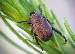 Attēlu rezultāti vaicājumam “Hoplia graminicola”