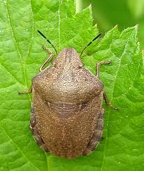 Attēlu rezultāti vaicājumam “Eurygaster testudinaria”