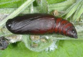 Attēlu rezultāti vaicājumam “Lygephila viciae”