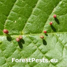 Attēlu rezultāti vaicājumam “Eriophyes padi”