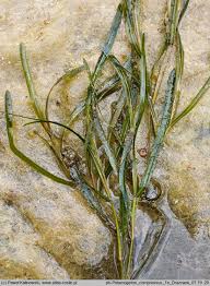 Attēlu rezultāti vaicājumam “Potamogeton compressus”