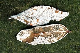 Attēlu rezultāti vaicājumam “Diderma effusum”