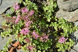 Attēlu rezultāti vaicājumam “Phedimus spurius leaf”