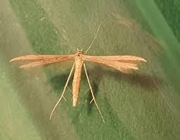 Attēlu rezultāti vaicājumam “Adaina microdactyla”