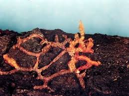 Attēlu rezultāti vaicājumam “Willkommlangea reticulata spores”