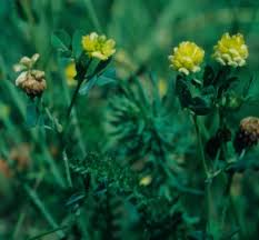 Attēlu rezultāti vaicājumam “Trifolium spadiceum fruit”