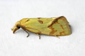 Attēlu rezultāti vaicājumam “Agapeta hamana”