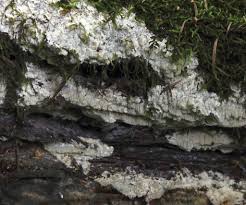 Attēlu rezultāti vaicājumam “Junghuhnia pseudozilingiana”
