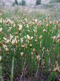 Attēlu rezultāti vaicājumam “Trichophorum alpinum”