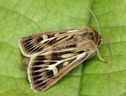 Attēlu rezultāti vaicājumam “Cerapteryx graminis”