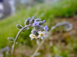 Attēlu rezultāti vaicājumam “Myosotis micrantha”