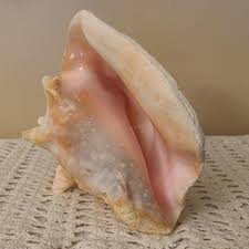 Image result for Aliger gigas