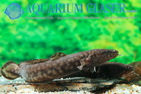 Image result for Lota lota