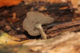 Attēlu rezultāti vaicājumam “Helvella macropus”