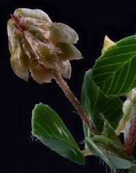 Attēlu rezultāti vaicājumam “Trifolium dubium fruit”