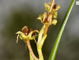Attēlu rezultāti vaicājumam “Scheuchzeriaceae”