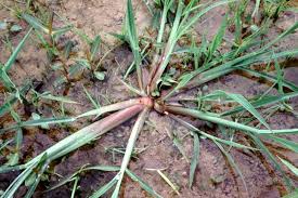 Attēlu rezultāti vaicājumam “Echinochloa crus-galli fruit”