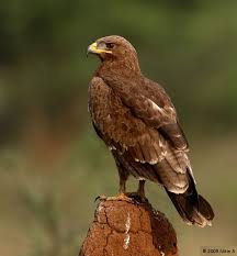 Attēlu rezultāti vaicājumam “Aquila pomarina”