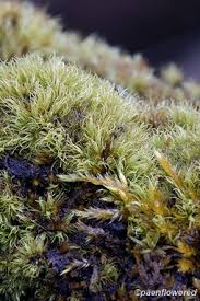 Attēlu rezultāti vaicājumam “Dicranum montanum”