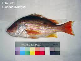 Image result for Lutjanus synagris