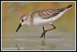 Image result for Calidris pusilla