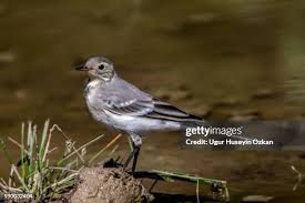 Attēlu rezultāti vaicājumam “Motacilla alba juvenile”