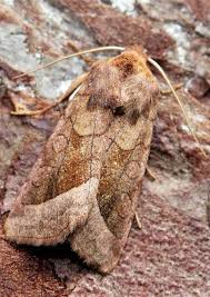 Attēlu rezultāti vaicājumam “Hydraecia micacea”