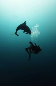 Image result for Durley Dolphin Diver