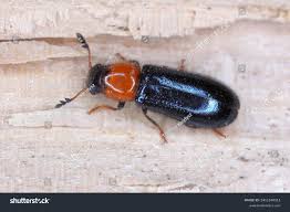 Attēlu rezultāti vaicājumam “Hylecoetus dermestoides female”