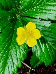 Attēlu rezultāti vaicājumam “Potentilla erecta fruit”