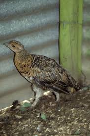 Attēlu rezultāti vaicājumam “Tetrao urogallus male”