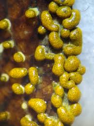 Attēlu rezultāti vaicājumam “Physarum leucopus”