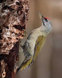 Attēlu rezultāti vaicājumam “Picus canus female”