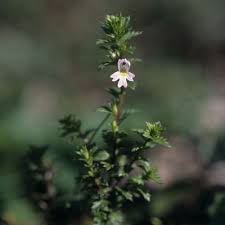 Image result for Euphrasia stricta