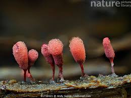 Attēlu rezultāti vaicājumam “Arcyria denudata macro”