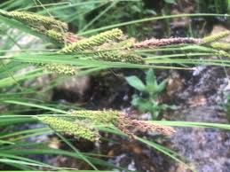 Attēlu rezultāti vaicājumam “Carex elata flower”