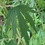 Attēlu rezultāti vaicājumam “Leonurus quinquelobatus leaf”