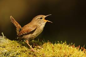 Attēlu rezultāti vaicājumam “Troglodytes troglodytes”
