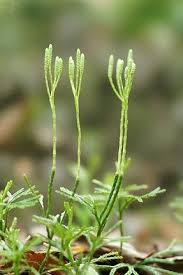 Attēlu rezultāti vaicājumam “Diphasium complanatum”