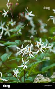 Attēlu rezultāti vaicājumam “Gillenia trifoliata flower”