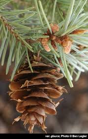 Attēlu rezultāti vaicājumam “Pseudotsuga menziesii fruit”