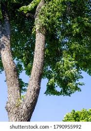 Attēlu rezultāti vaicājumam “Tilia x vulgaris”