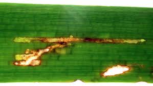 Attēlu rezultāti vaicājumam “Sparganium minimum leaf”