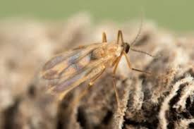 Attēlu rezultāti vaicājumam “Contarinia petioli”