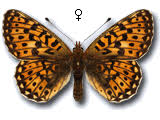 Attēlu rezultāti vaicājumam “Clossiana euphrosyne upperside”