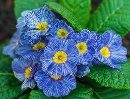 Attēlu rezultāti vaicājumam “Primula x polyantha flower”