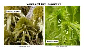 Attēlu rezultāti vaicājumam “Sphagnum fallax”