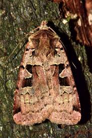 Attēlu rezultāti vaicājumam “Xestia triangulum”