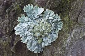 Attēlu rezultāti vaicājumam “Parmeliopsis ambigua”