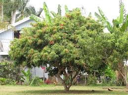 Image result for Litchi chinensis